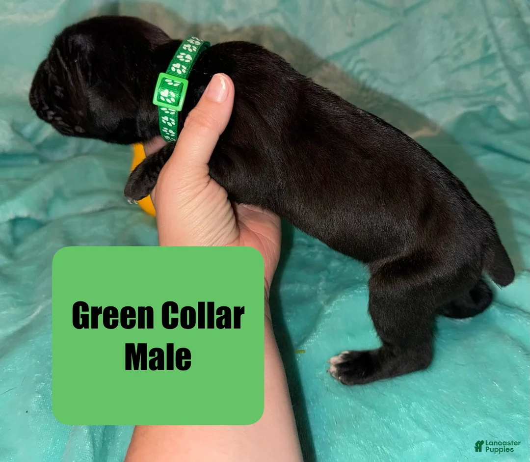 Cane Corso dogs for sale: Green Collar Male - Ad 2