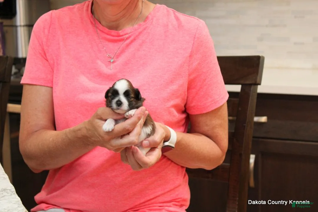 Malshi dogs for sale: Benni - Ad 5