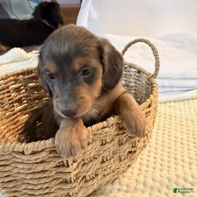 Dachshund dogs kilo - Ad 1