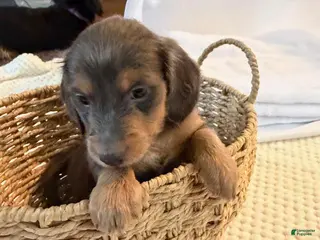 Dachshund dogs for sale: kilo - Ad 2