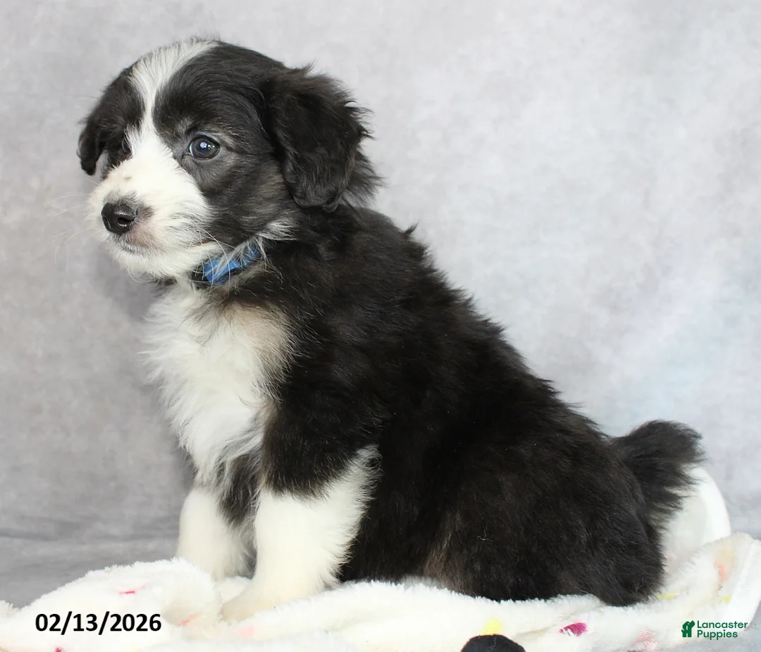 Mini Aussiedoodle dogs for sale: Blake - Ad 4