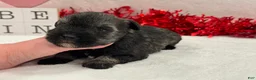 Miniature Schnauzer dogs for sale: Lyla Male 1 - Ad 1