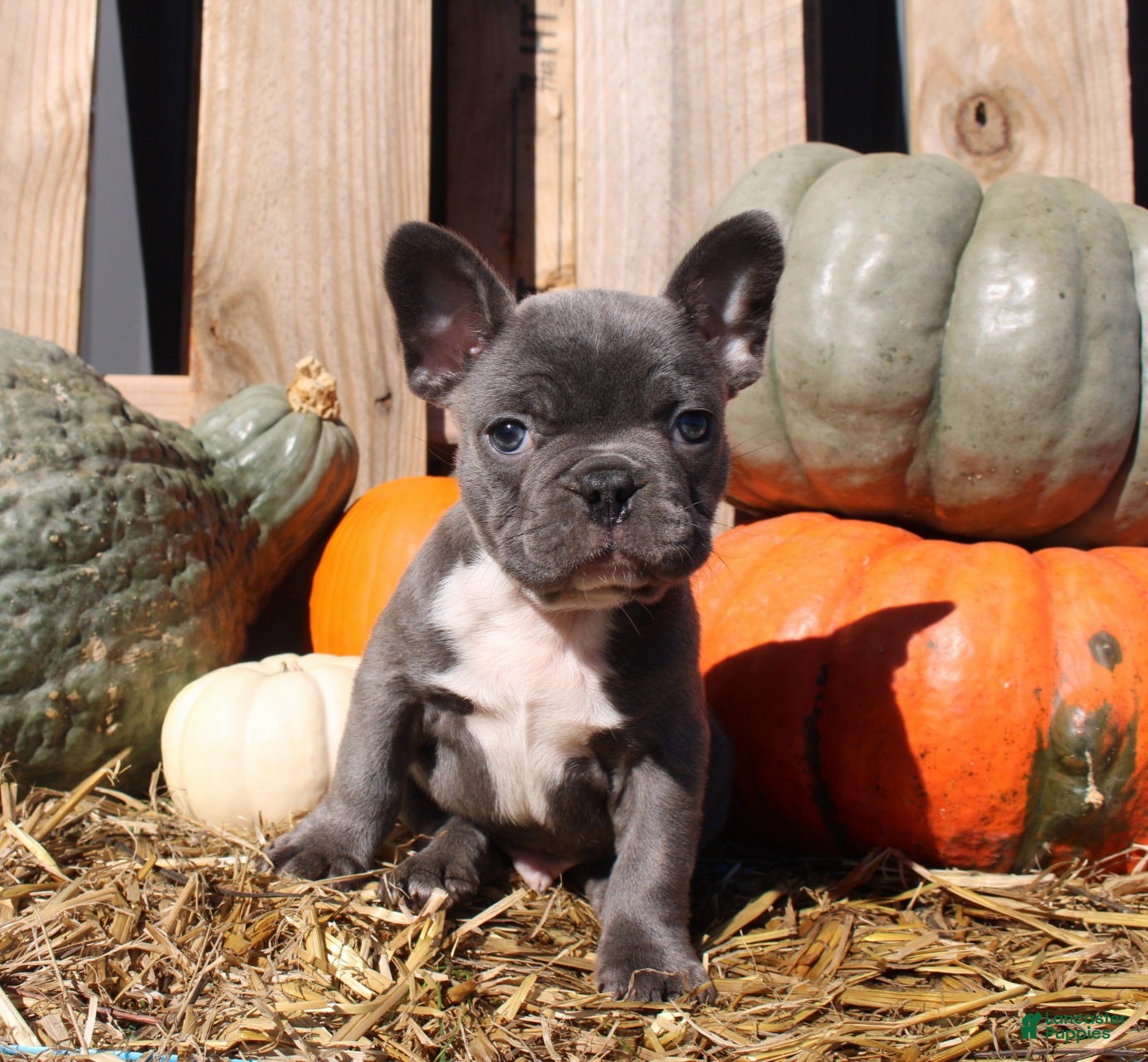 Theo (Mixed breed, Male) in Millersburg, OH