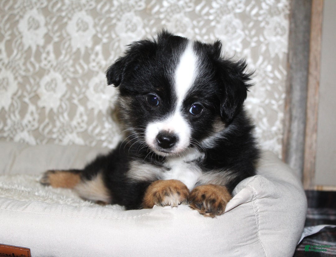 Toy Australian Shepherd dogs for sale: Toy Australian Shepherd Puppy  - Ad 2