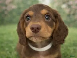 Miniature Dachshund dogs for sale: Coco Bean - Ad 3