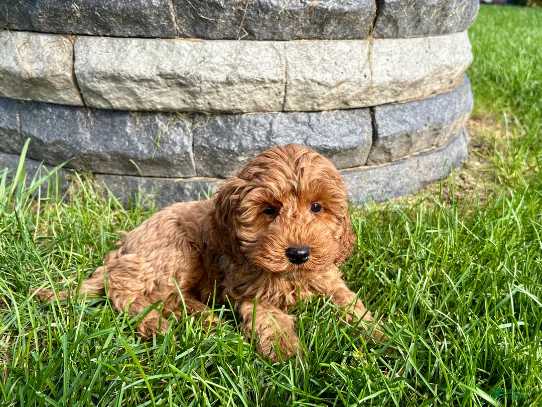 Cockapoo dogs for sale: Cockapoo female 3 - Ad 1