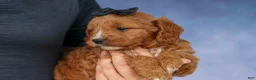 Cavapoo dogs for sale: Max 🐾🐶 - Ad 13