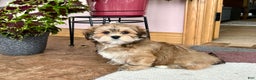Lhasa Apso dogs for sale: Teddy - Ad 3
