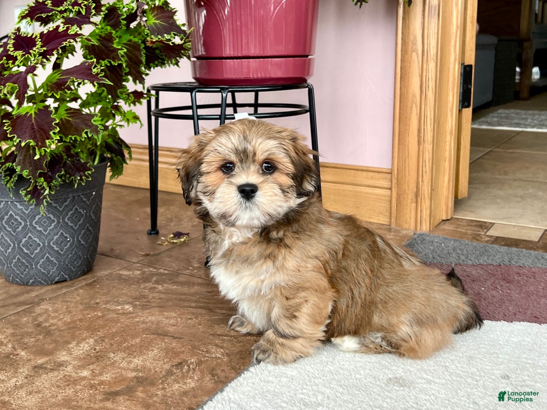Lhasa Apso dogs for sale: Teddy - Ad 3