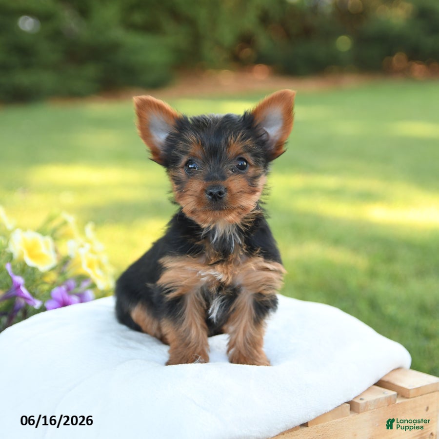 Yorkshire Terrier dogs Dolly - Ad 1