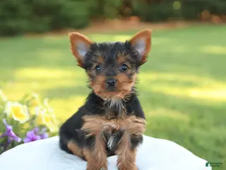 Yorkshire Terrier dogs for sale: Dolly - Ad 3