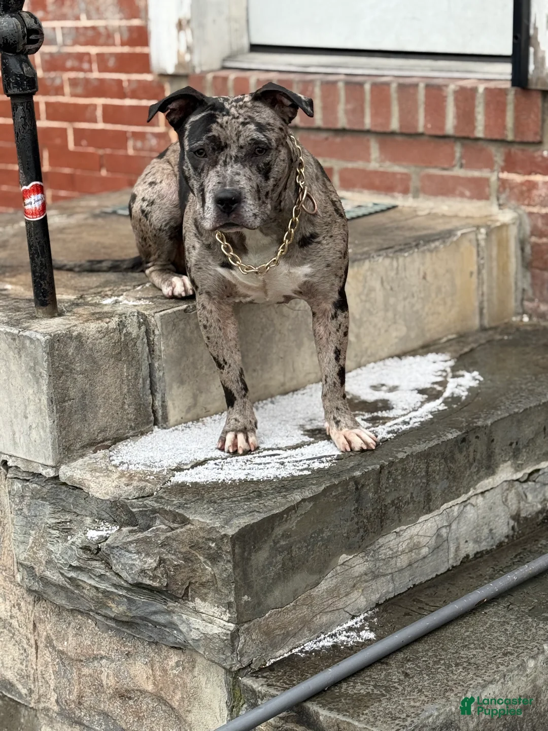 American Bully dogs for sale: Pressure - Ad 3