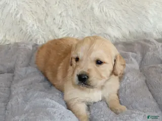 Golden Retriever dogs TRAINED Ben the Golden Retriever Puppy - Ad 15