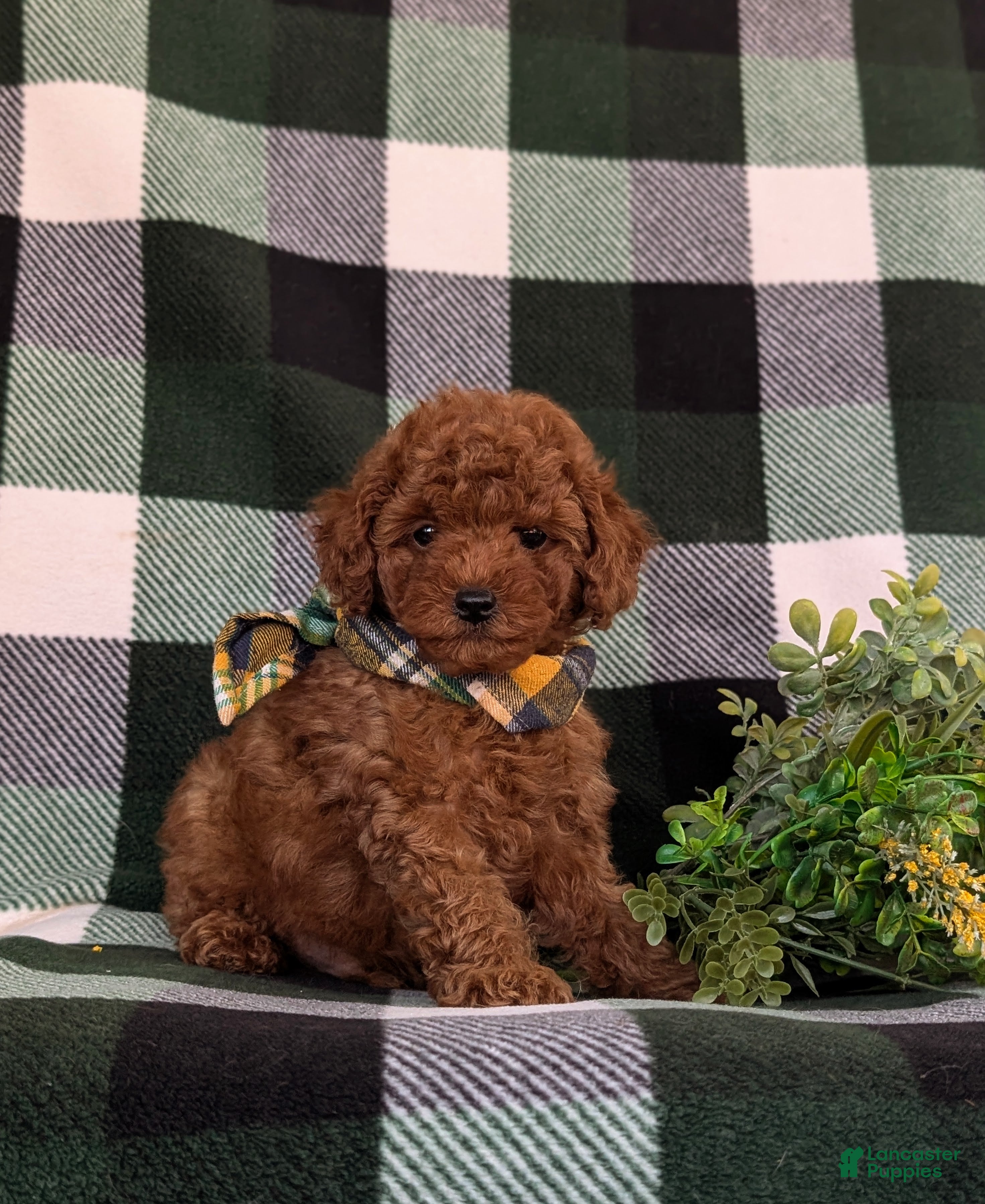Toy Poodle dogs Silvester 9 lbs Full Grown - Ad 2