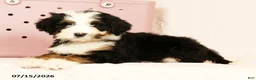 Bernedoodle dogs for sale: Poppy - Ad 3