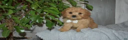 Cavapoo dogs for sale: Maverick - Ad 3