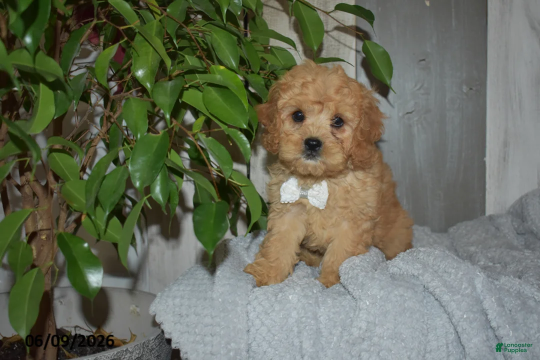 Cavapoo dogs for sale: Maverick - Ad 3