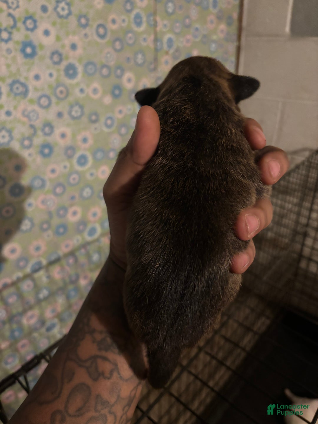 American Staffordshire Terrier dogs for sale: American Staffordshire Terrier Puppy 4 - Ad 2