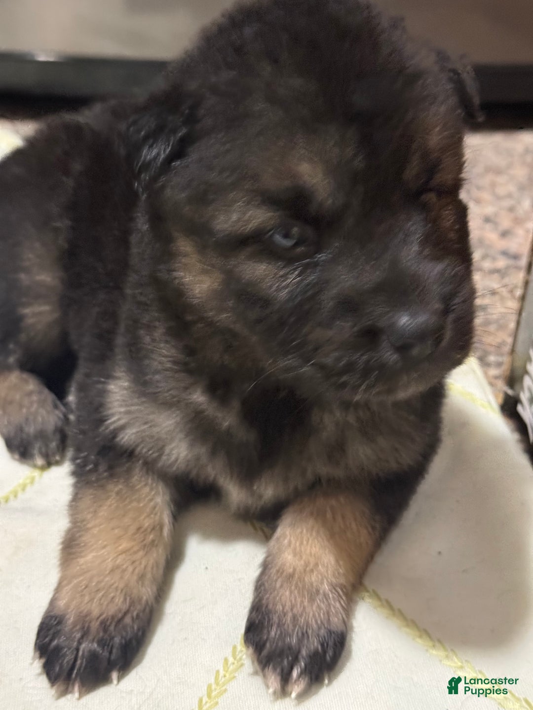 Gerberian Shepsky dogs for sale: Gerberian Shepsky Puppy 1 - Ad 18