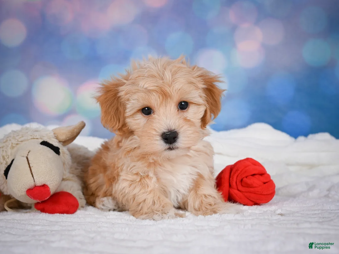 Maltipoo dogs for sale: Ginger - Ad 2