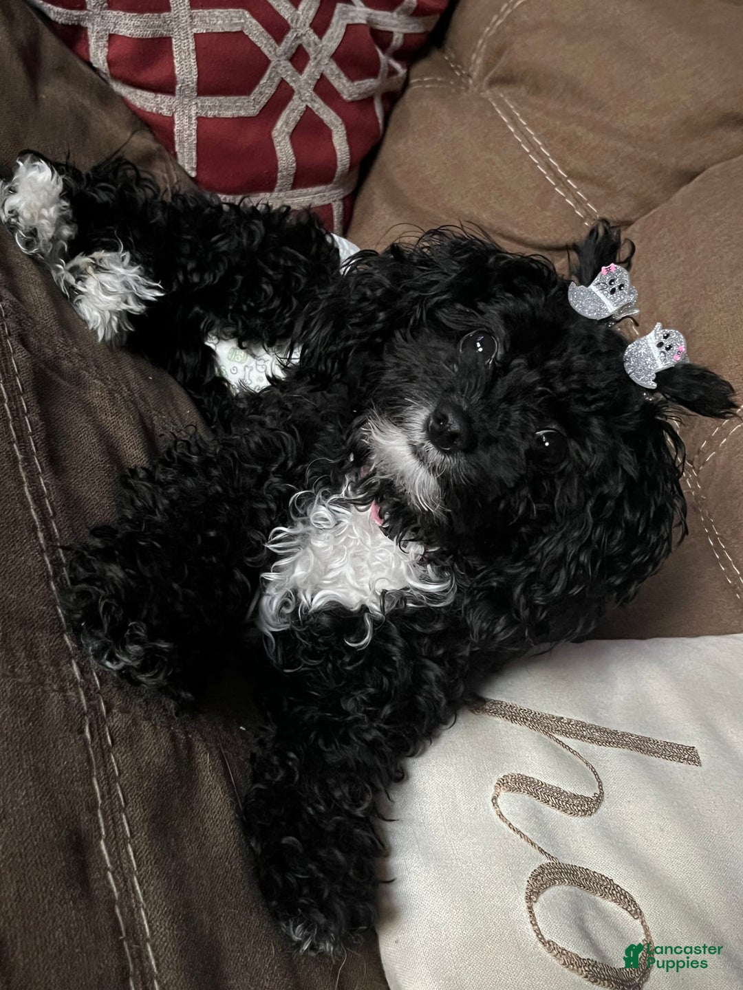 Gallery Image {{count}}