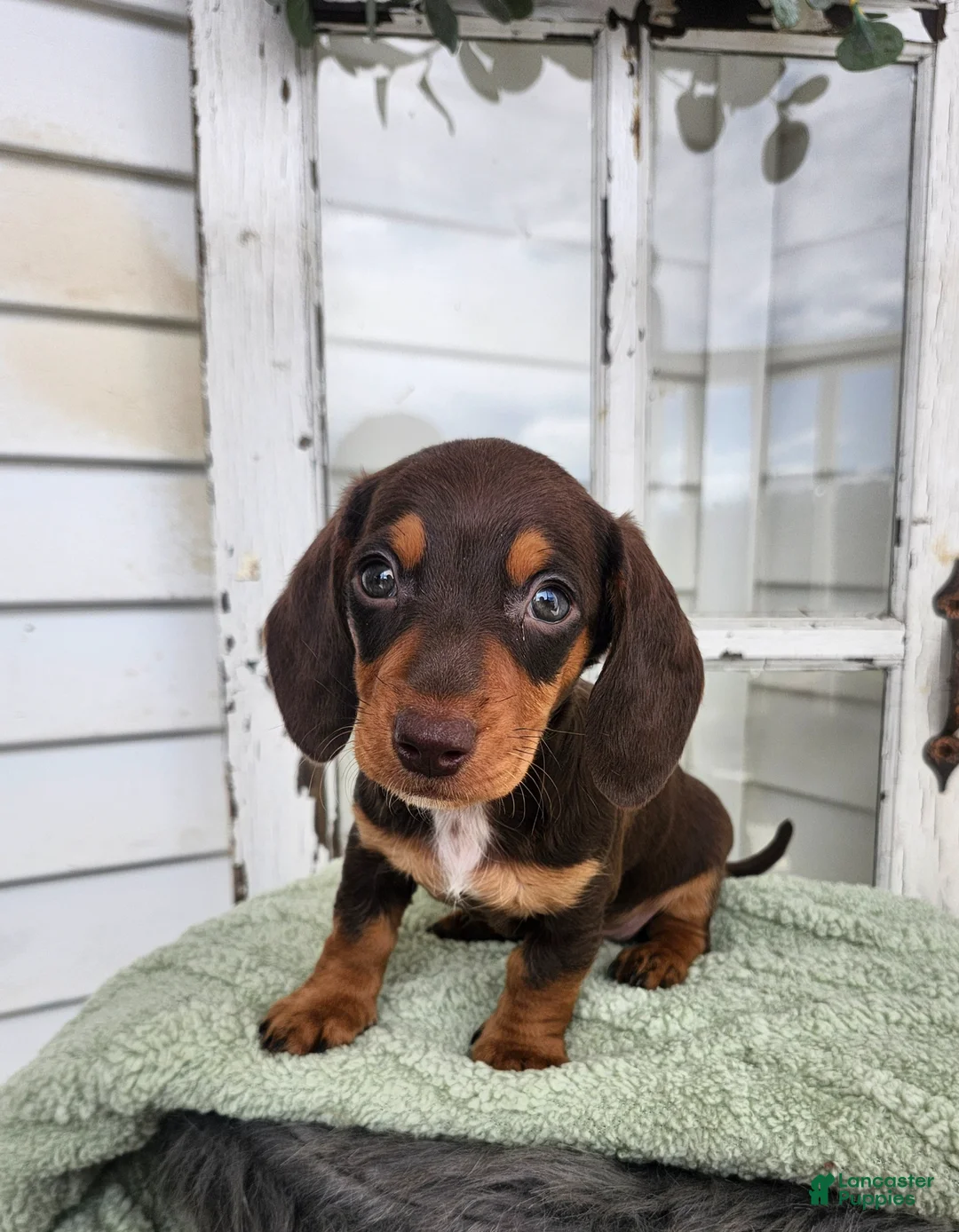 Miniature Dachshund dogs for sale: Marley  - Ad 1