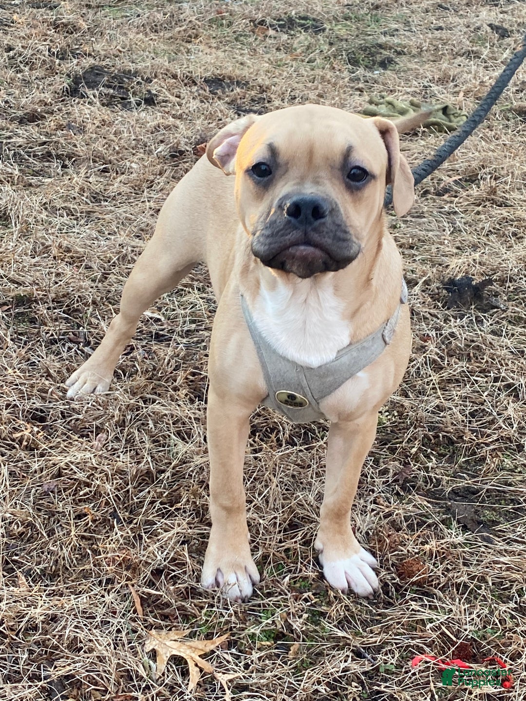 Mixed Breed dogs for sale: Timberland  - Ad 3