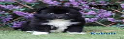 Nenets Herding Laika dogs for sale: Nenets Herding Laika 1 - Ad 7