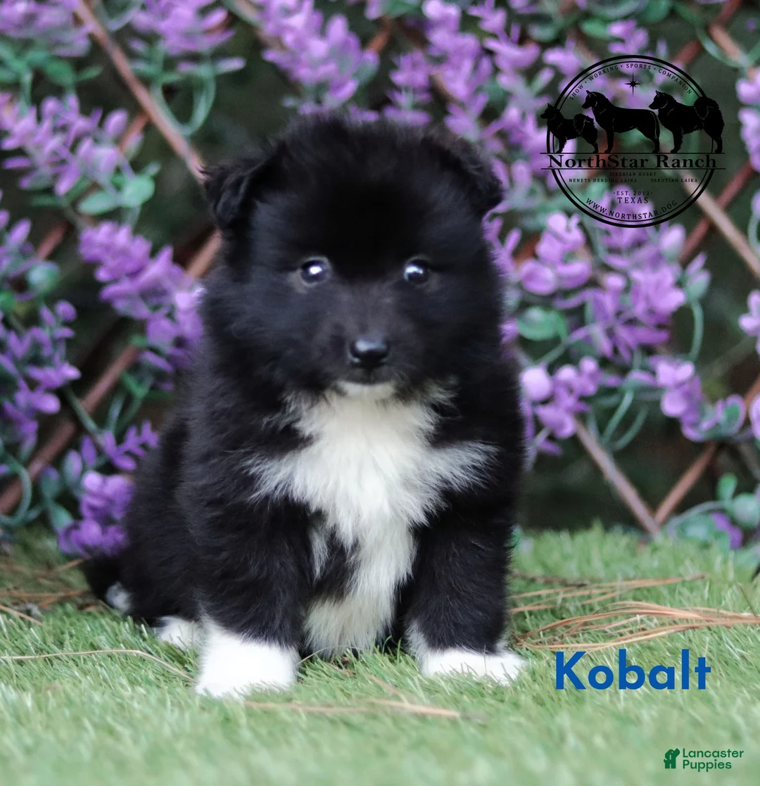 Nenets Herding Laika dogs for sale: Nenets Herding Laika 1 - Ad 7