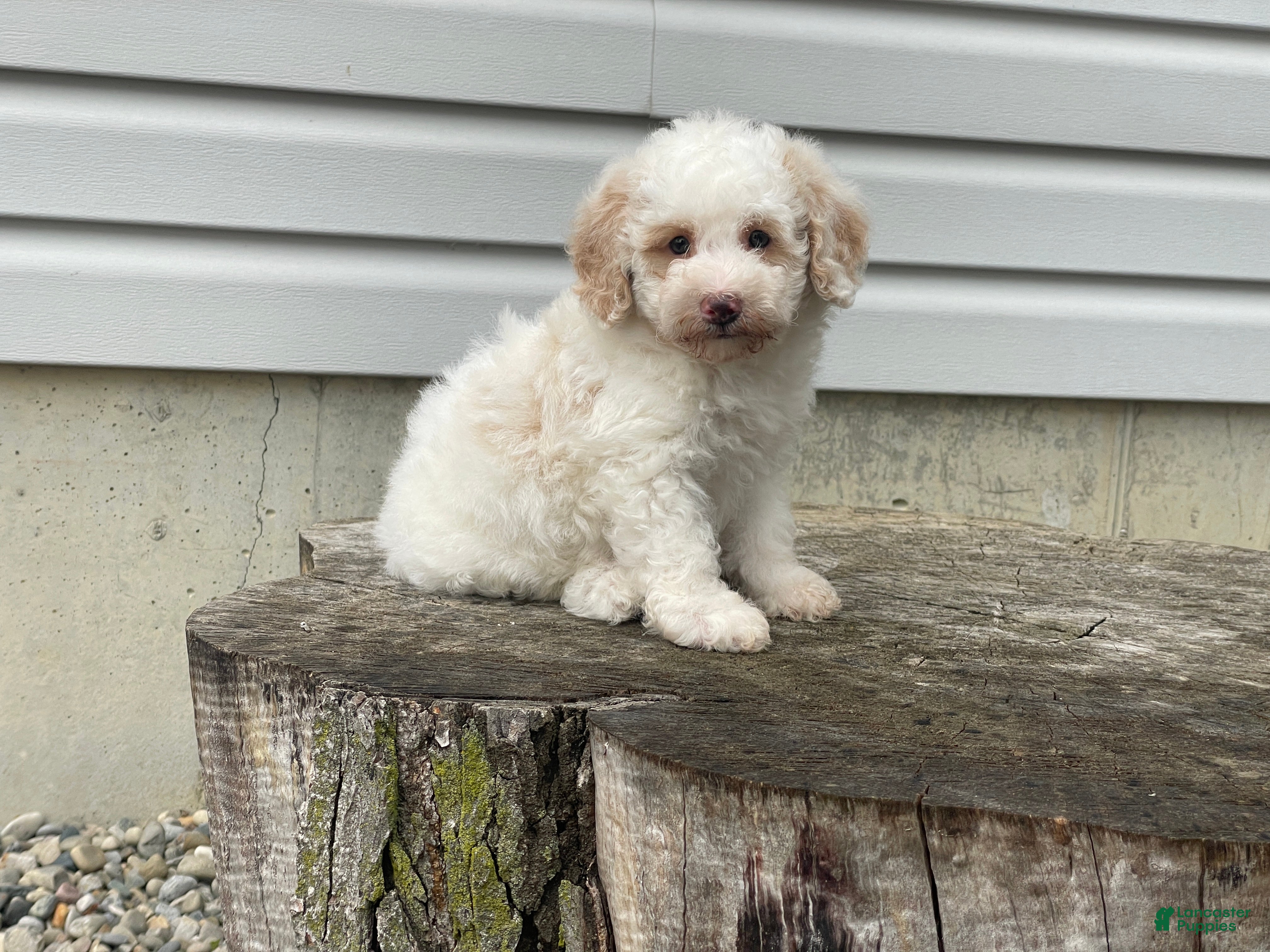 Miniature Poodle dogs Dazzler Miniature Poodle  - Ad 2