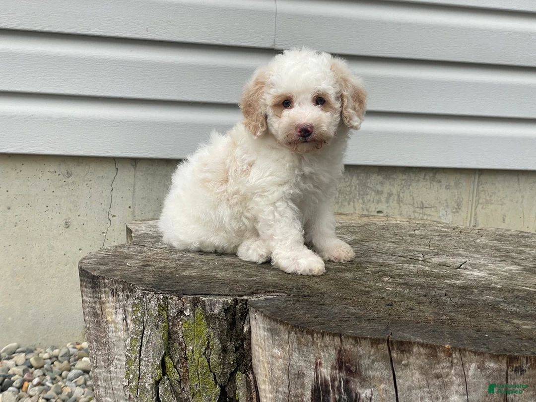 Miniature Poodle dogs for sale: Dazzler Miniature Poodle  - Ad 2