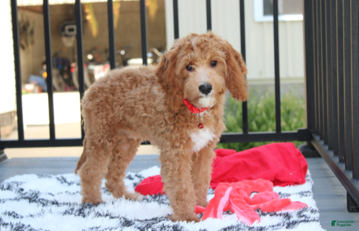 Cavapoo dogs Lenny  - Ad 1