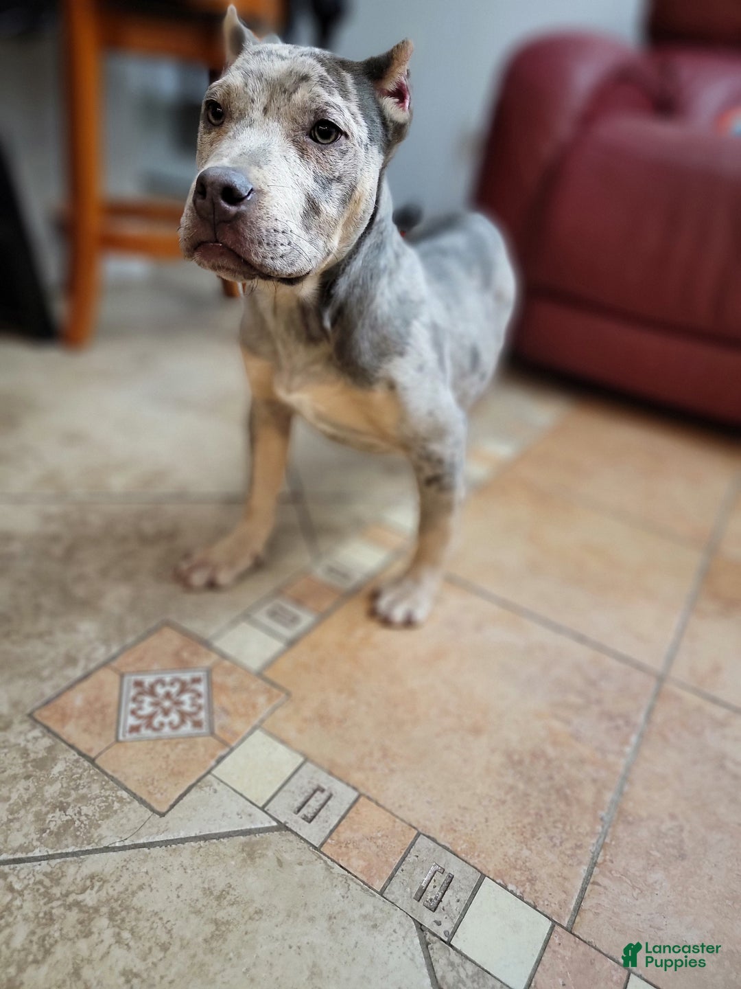 American Bully dogs for sale: American Bully Puppy 1 - Ad 2