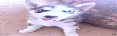 Siberian Husky Puppy 2
