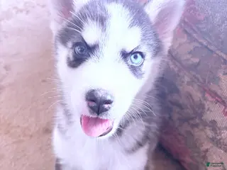 Siberian Husky dogs Siberian Husky Puppy 2 - Ad 4