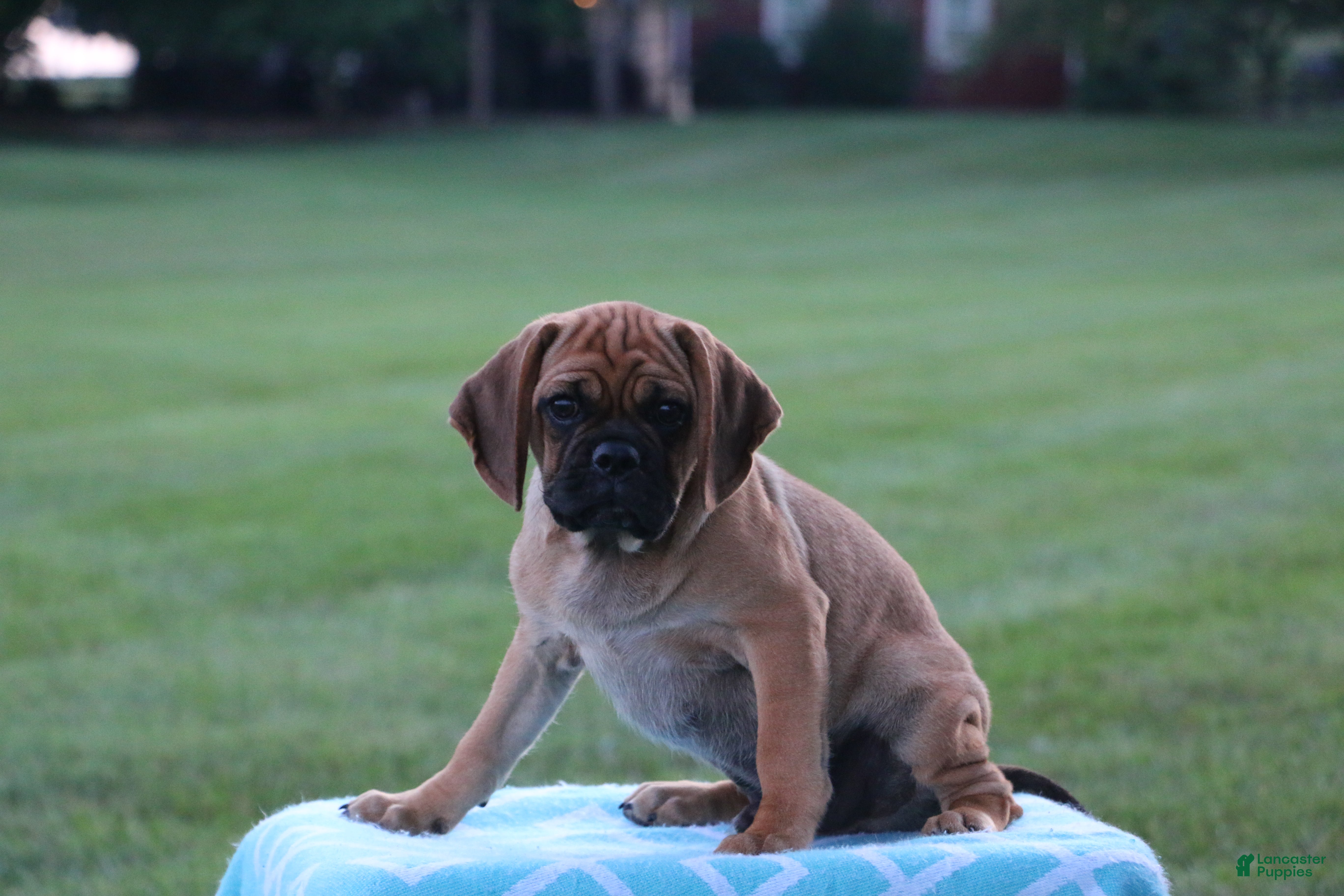 Puggle dogs Koby - Ad 1