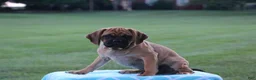Puggle dogs for sale: Koby - Ad 1
