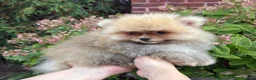 Pomeranian dogs for sale: Benny - Ad 5
