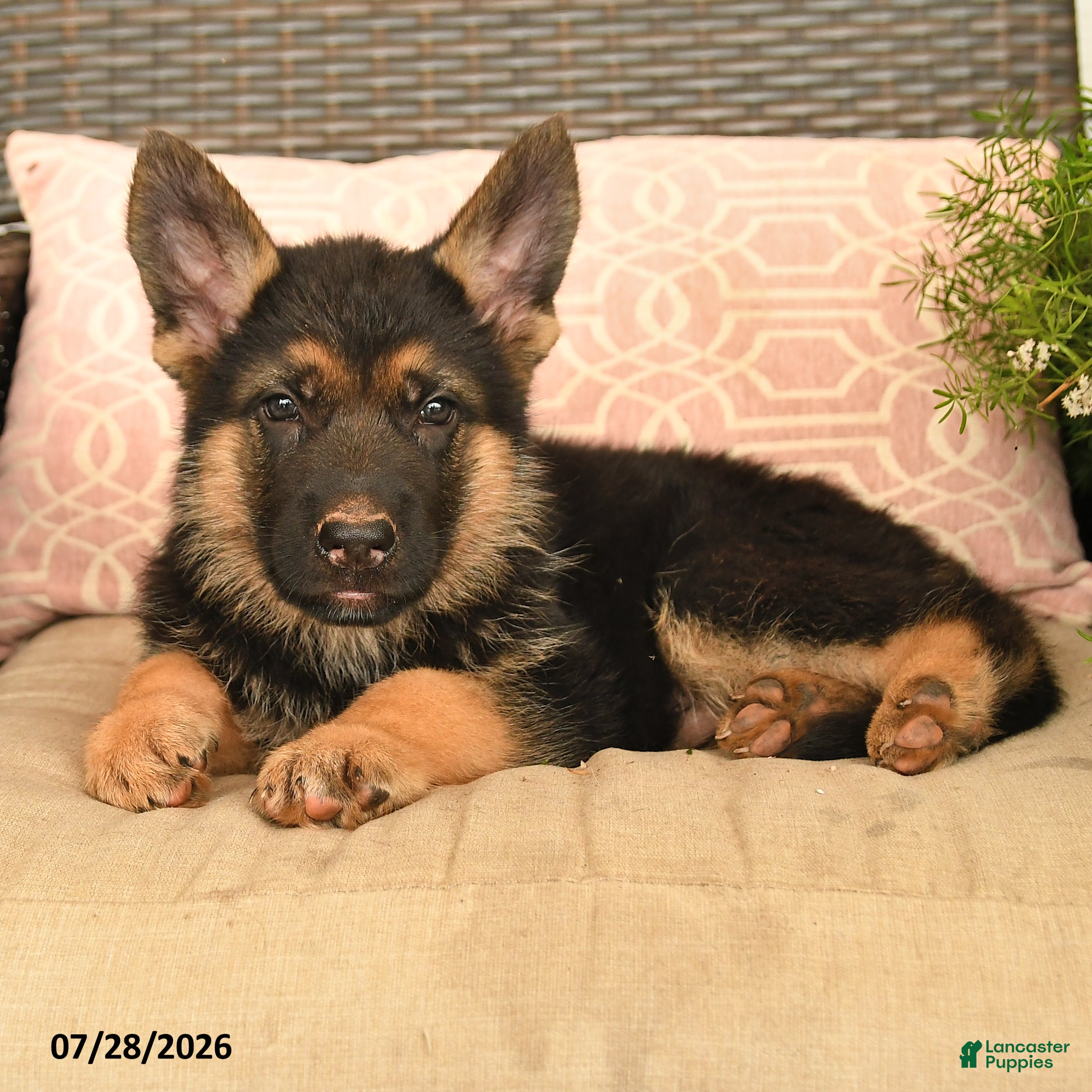 German Shepherd dogs Seth - Ad 2