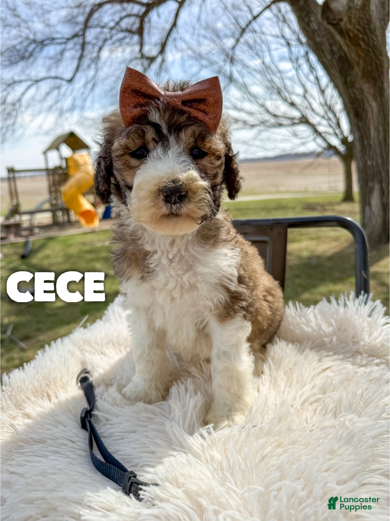 Saint Berdoodles dogs Cece - Standard F1b - Ad 1