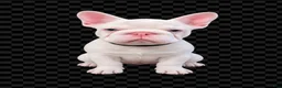 French Bulldog dogs for sale: Casper - Ad 1