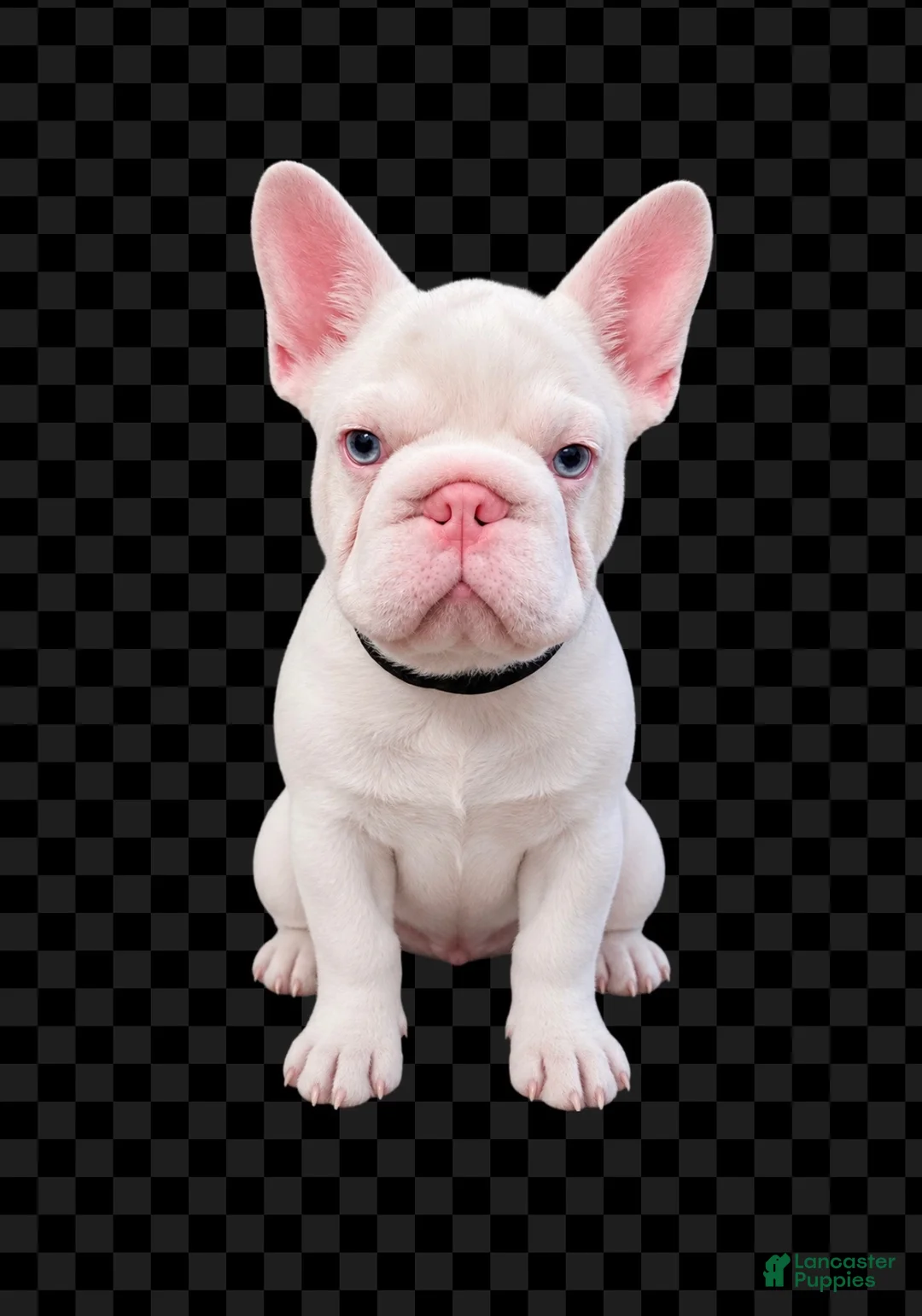 French Bulldog dogs for sale: Casper - Ad 1