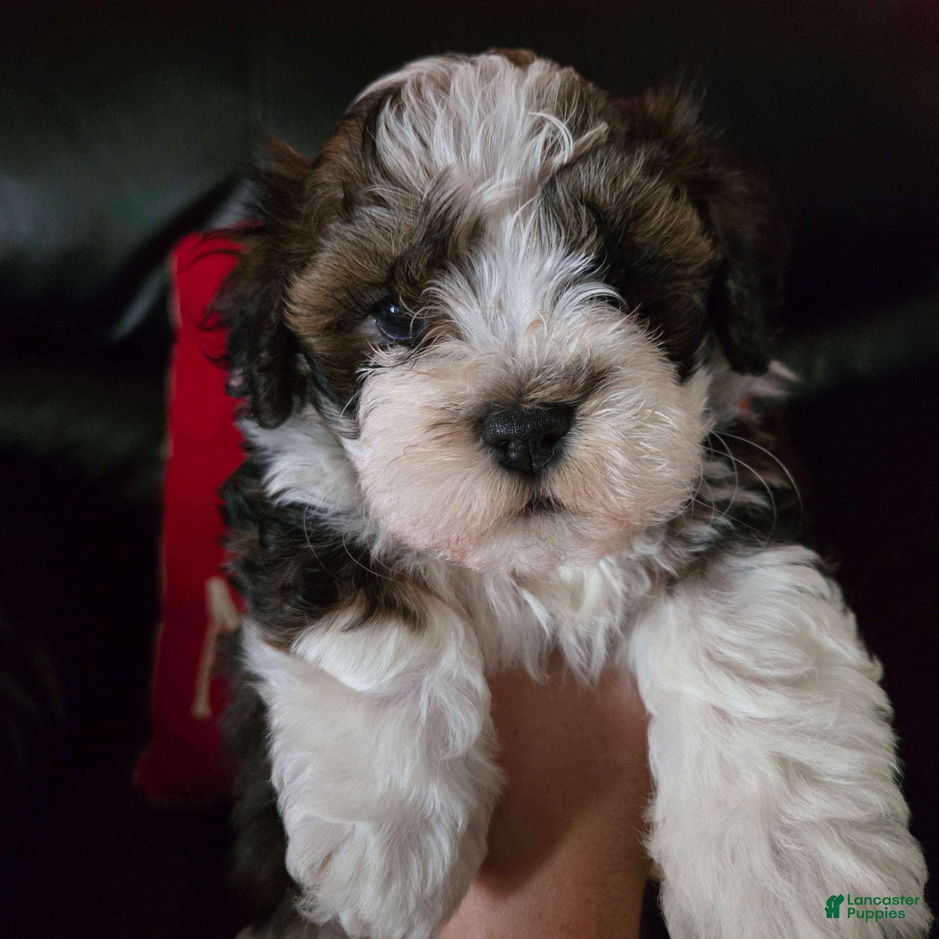 Havanese dogs Beethoven - Ad 32
