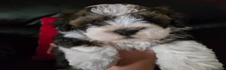 Havanese dogs for sale: Beethoven - Ad 1