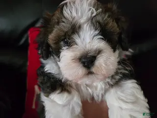 Havanese dogs Beethoven - Ad 18