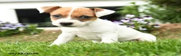 Jack Russell Terrier dogs for sale: Creampuff - Ad 3