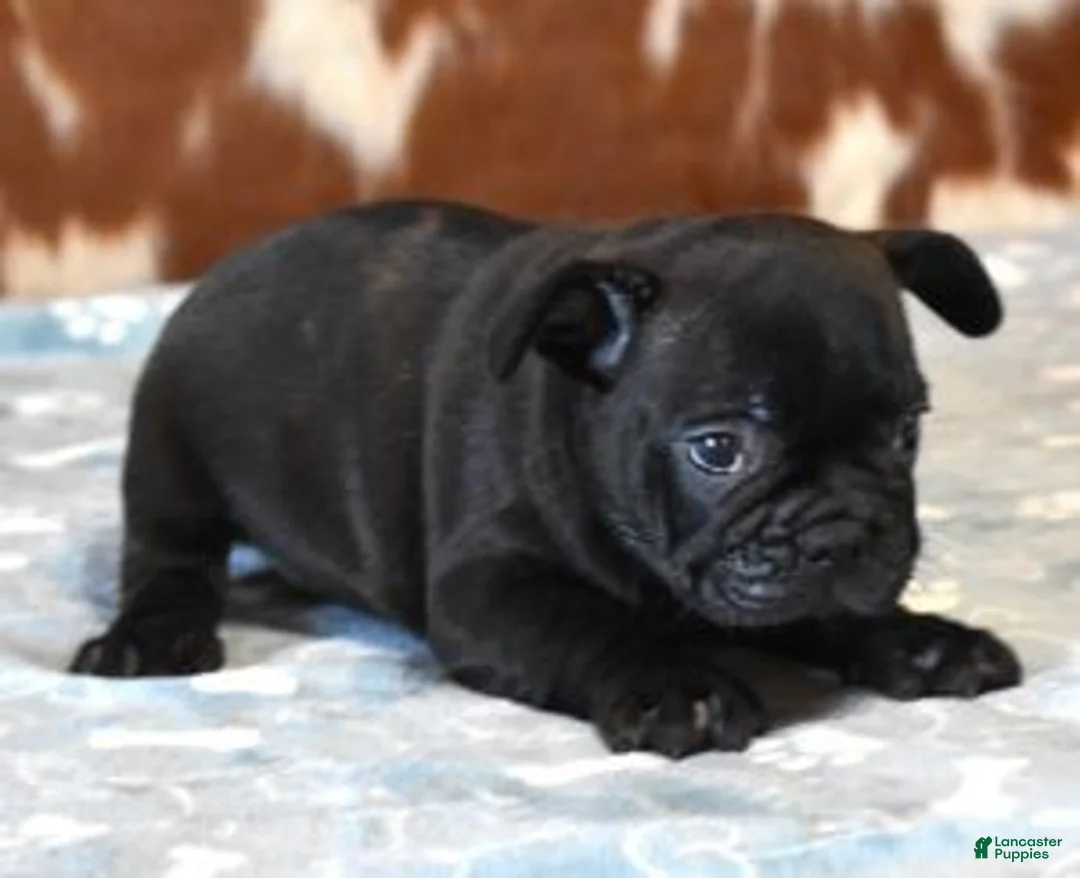 French Bulldog dogs for sale: CARTER  BRINDLE - Ad 3