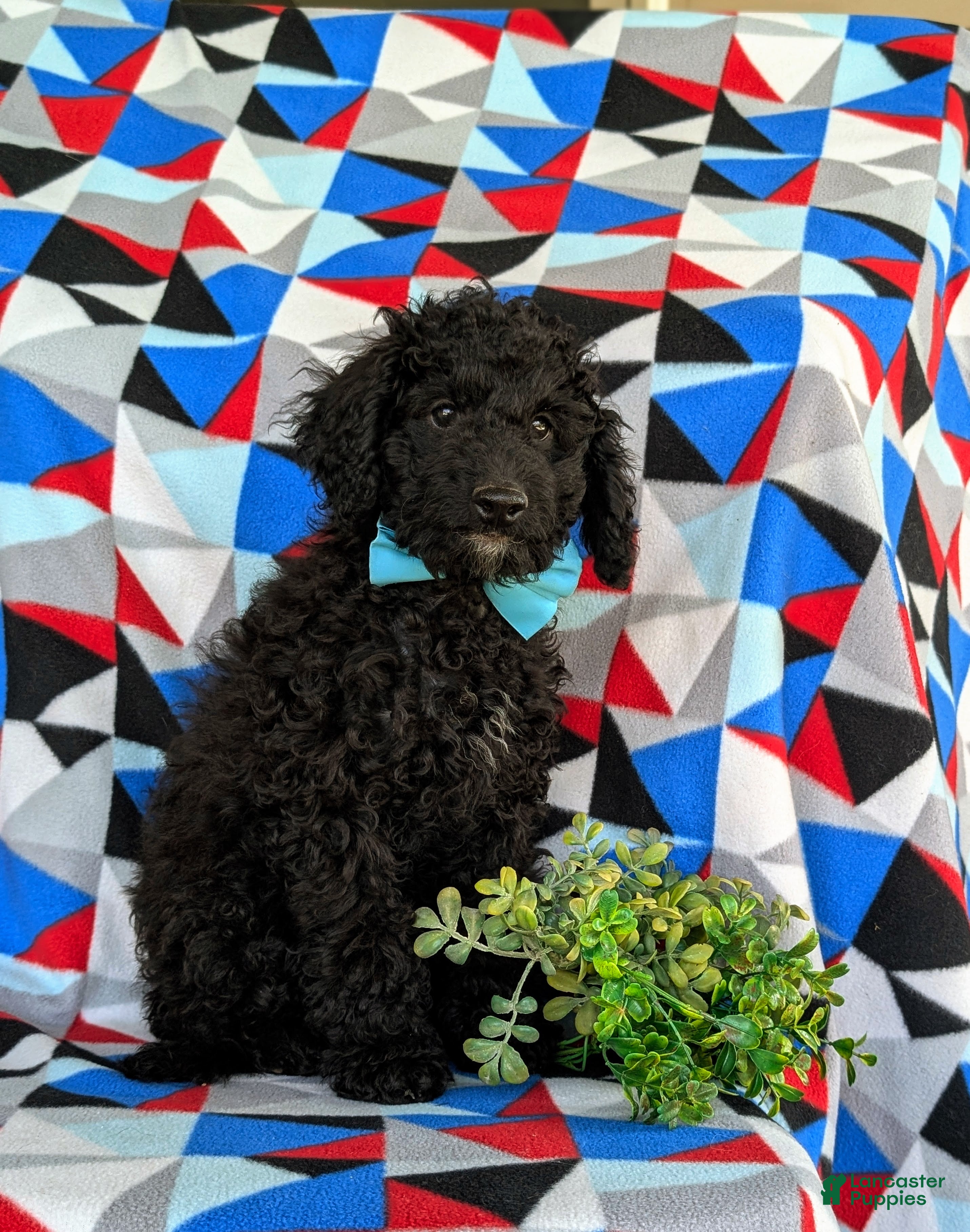 Cockapoo dogs Brandon Hypoallergenic - Ad 2