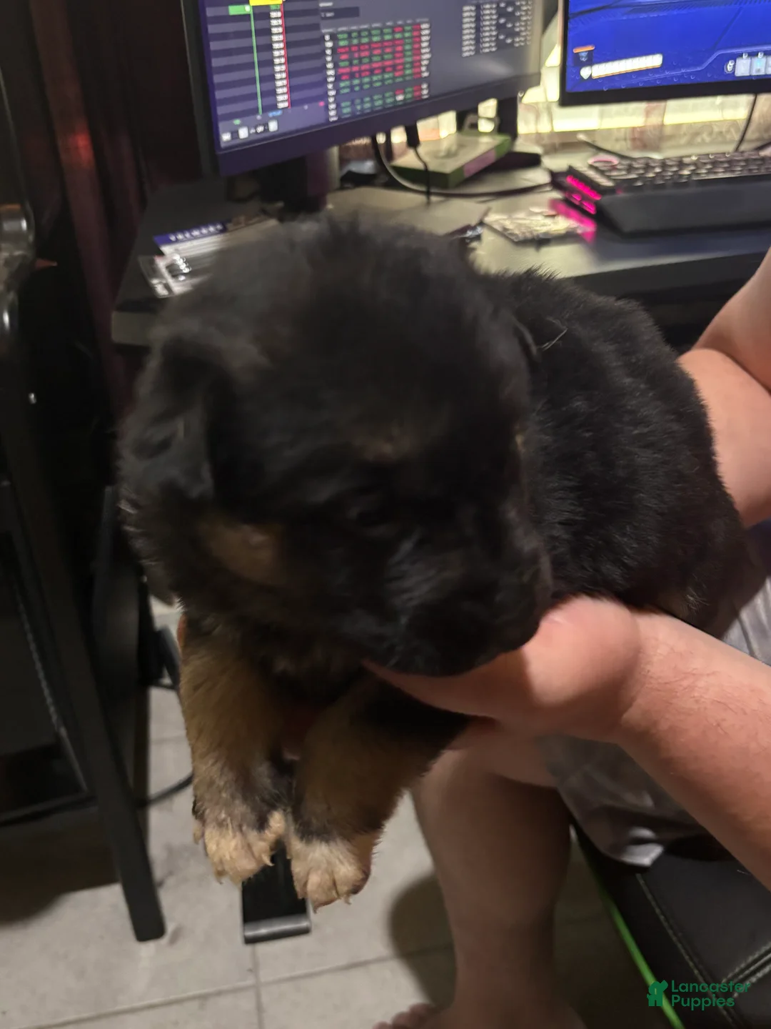 Gerberian Shepsky dogs for sale: Genesis - Ad 1