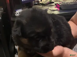 Gerberian Shepsky dogs Genesis - Ad 3